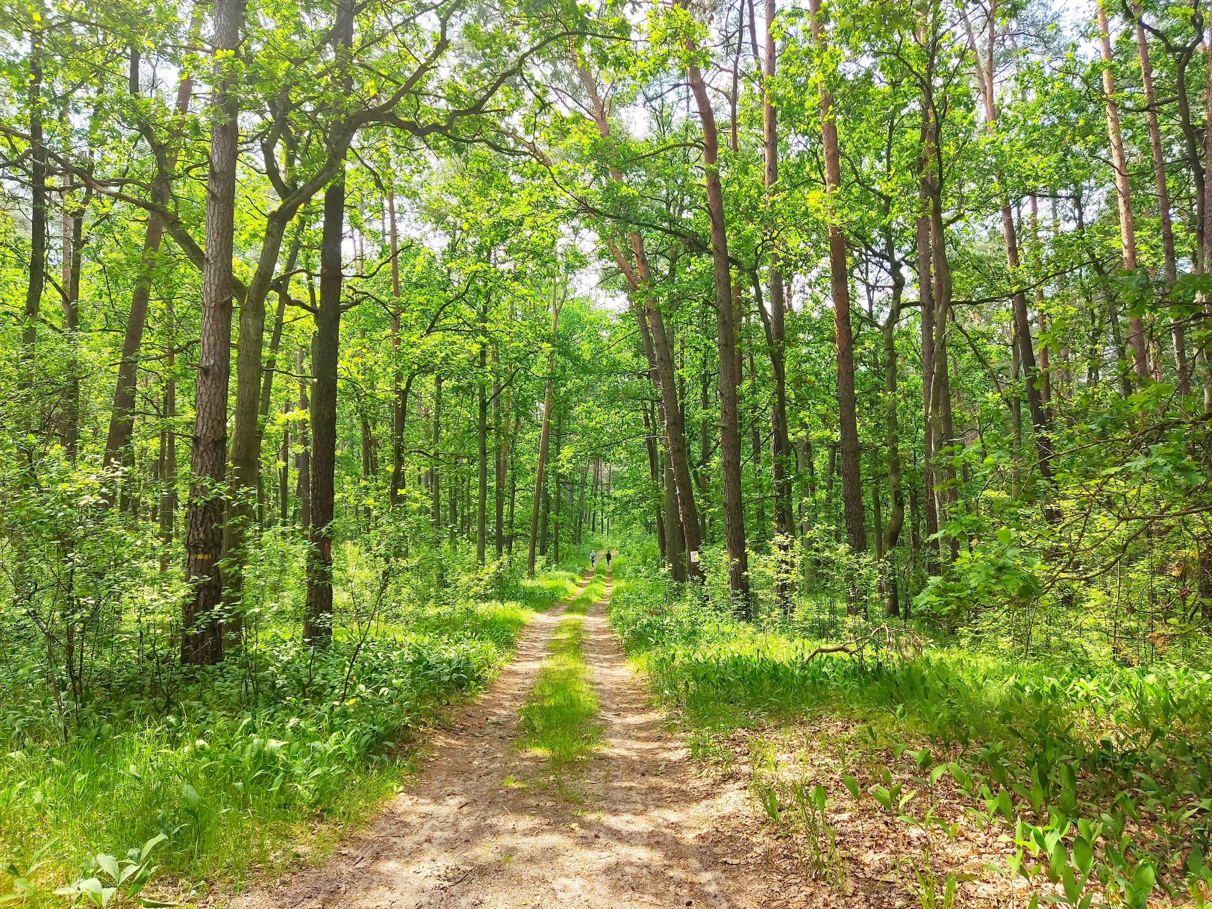 Kampinos National Park